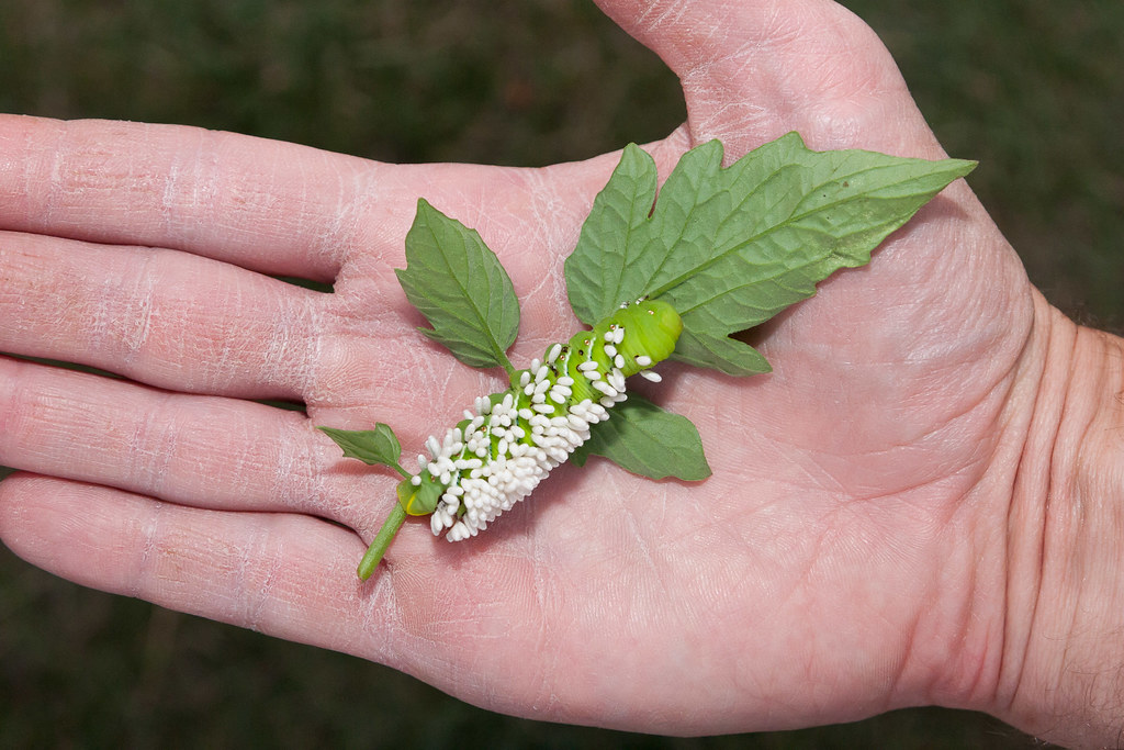 Tomato Hornworm with Wasp Eggs We found this tomato hornwo… Flickr