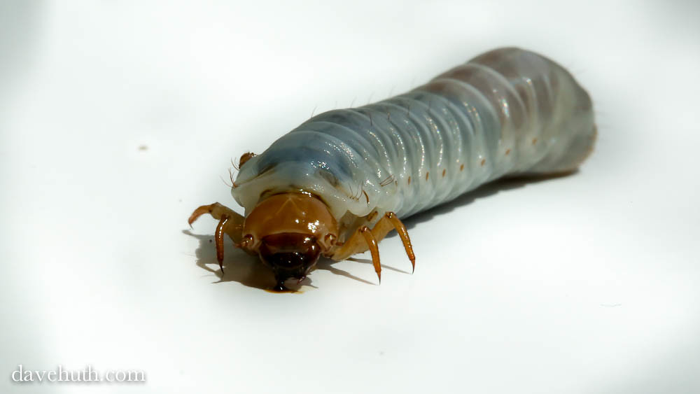 Large South Carolina Insect I gathered them from around th… Flickr