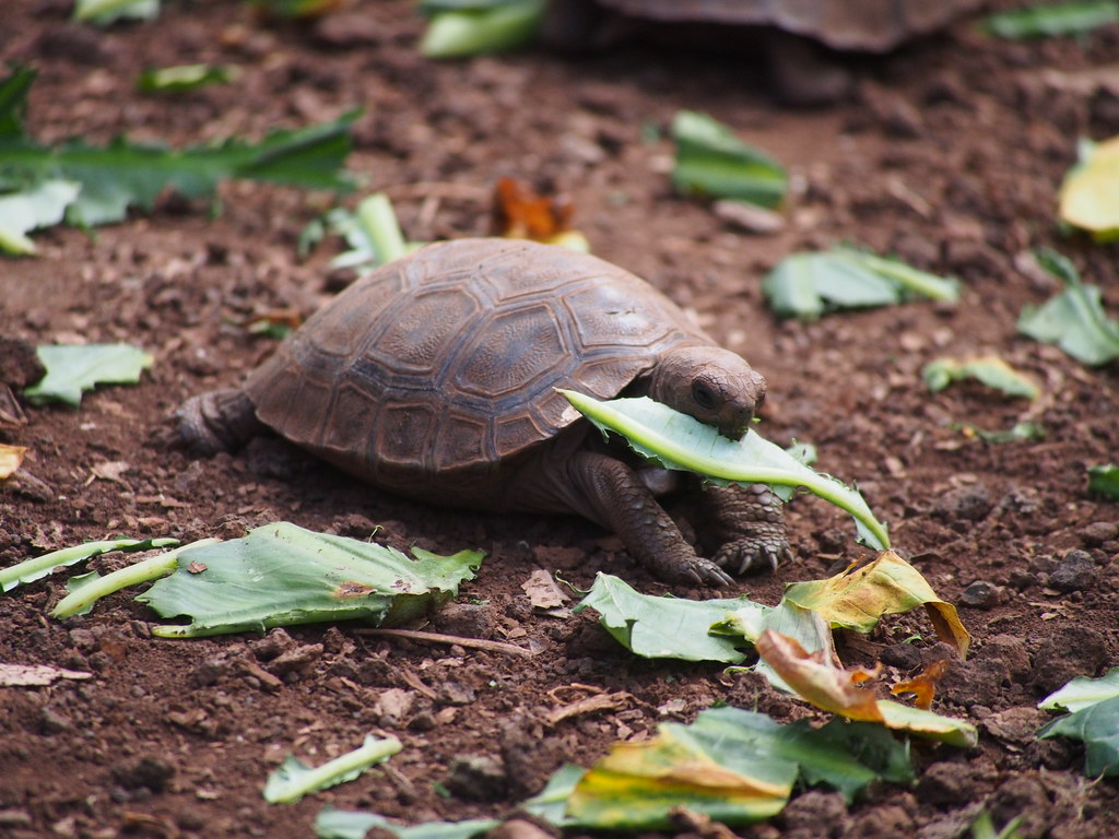 Baby Galápagos tortoise eating a leaf Wesley & Brandon Rosenblum Flickr