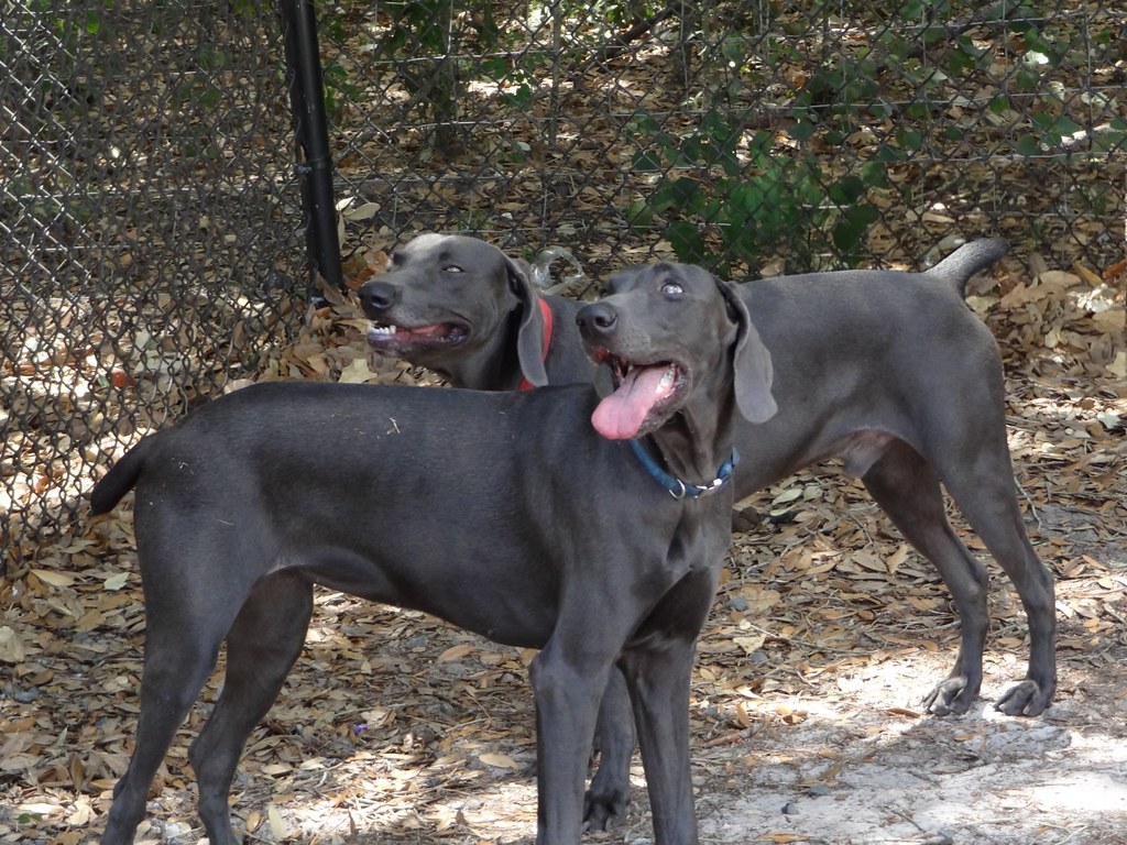 Blue Weimaraner Pair Portrait One year old purebred Blue W… Flickr