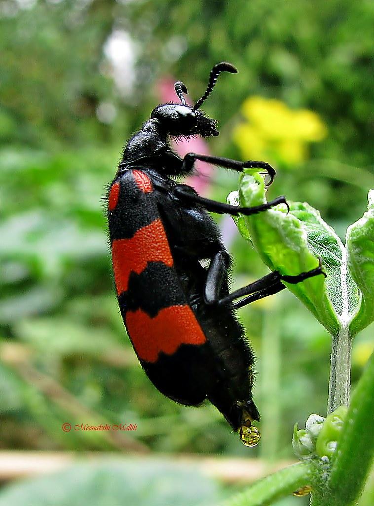 Blister Beetle (Mylabris pustulata) This photograph was ta… Flickr