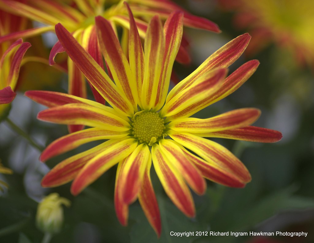 Point Pelee Mum (Chrysanthemum morifolium) A showy flower … Flickr