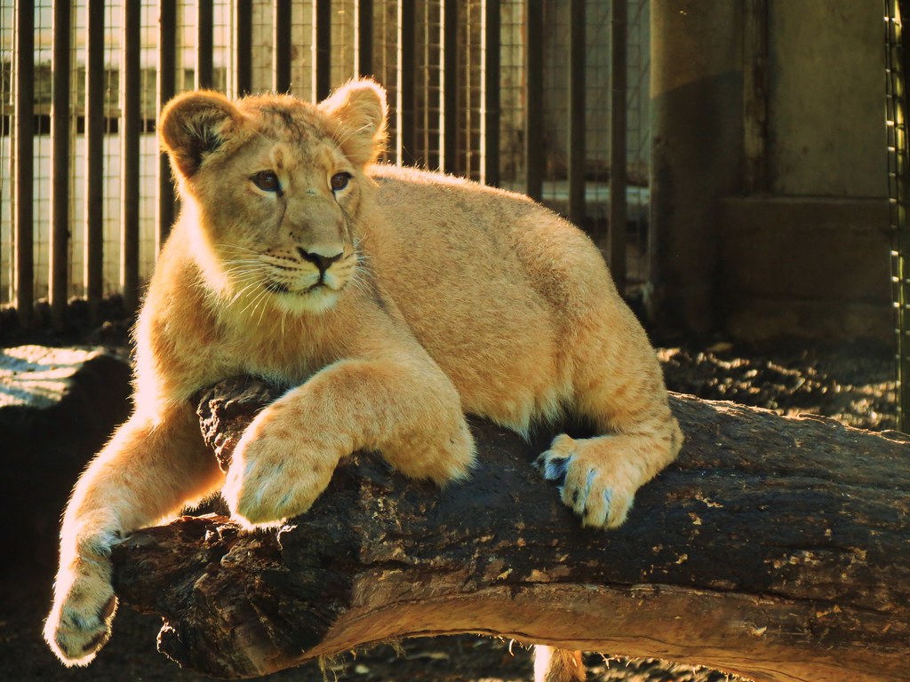 Lion whelp lying Rotterdam zoo lion whelp lying Alain Verheij Flickr