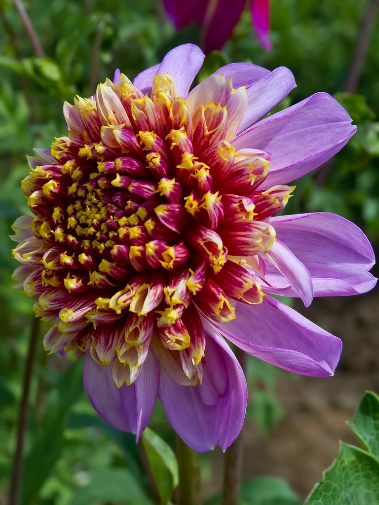 Twilite Dahlia at Swan Island Dahlias near Canby, Oregon Flickr