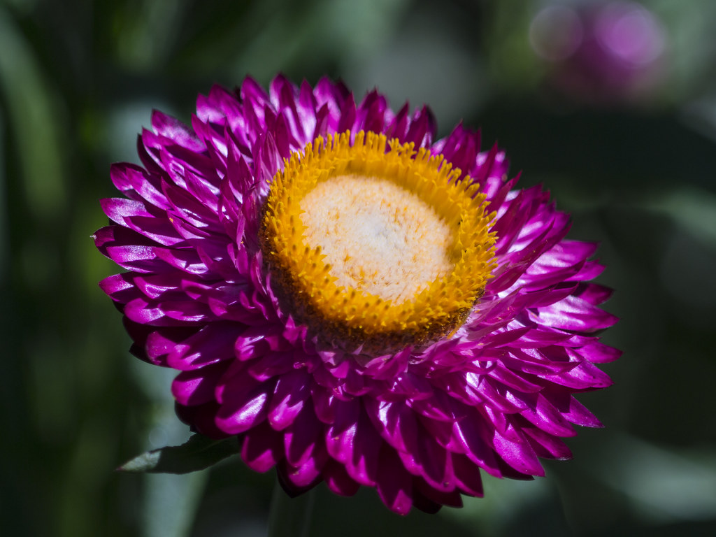 Purple Sunflower (P1390442) Purple sunflower at the Brookl… Flickr