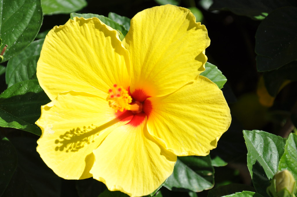 Yellow Hibiscus Closeup Yellow Hibiscus Randi Deuro Flickr