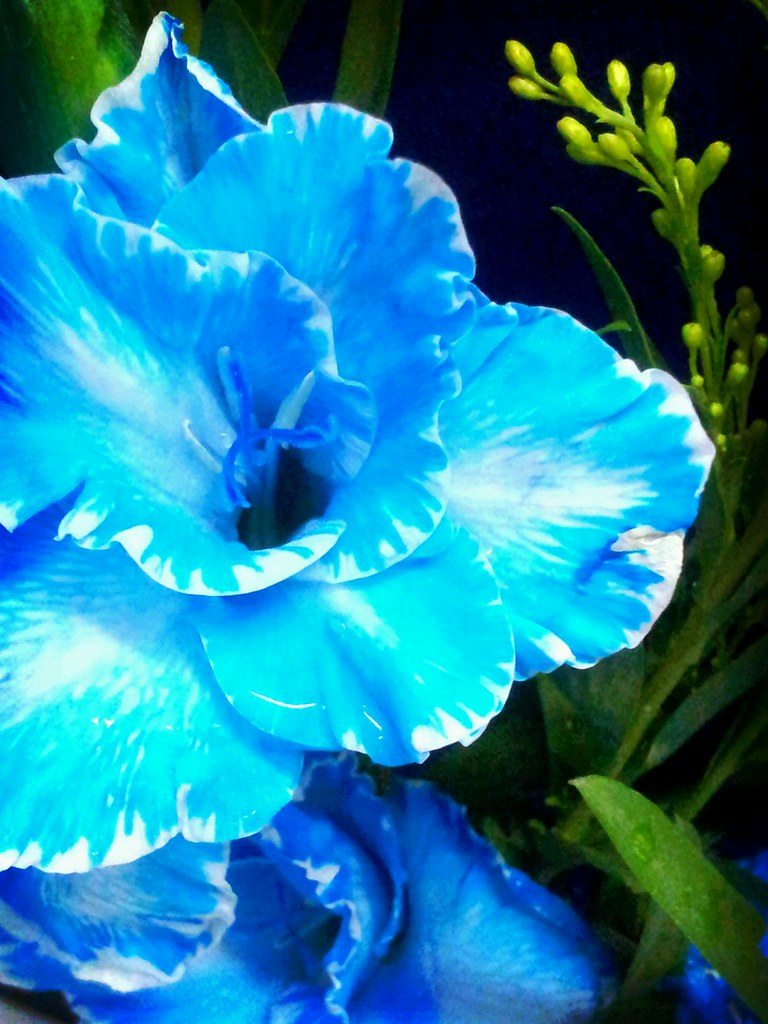 Blue Gladiolus Jaya Priya Flickr