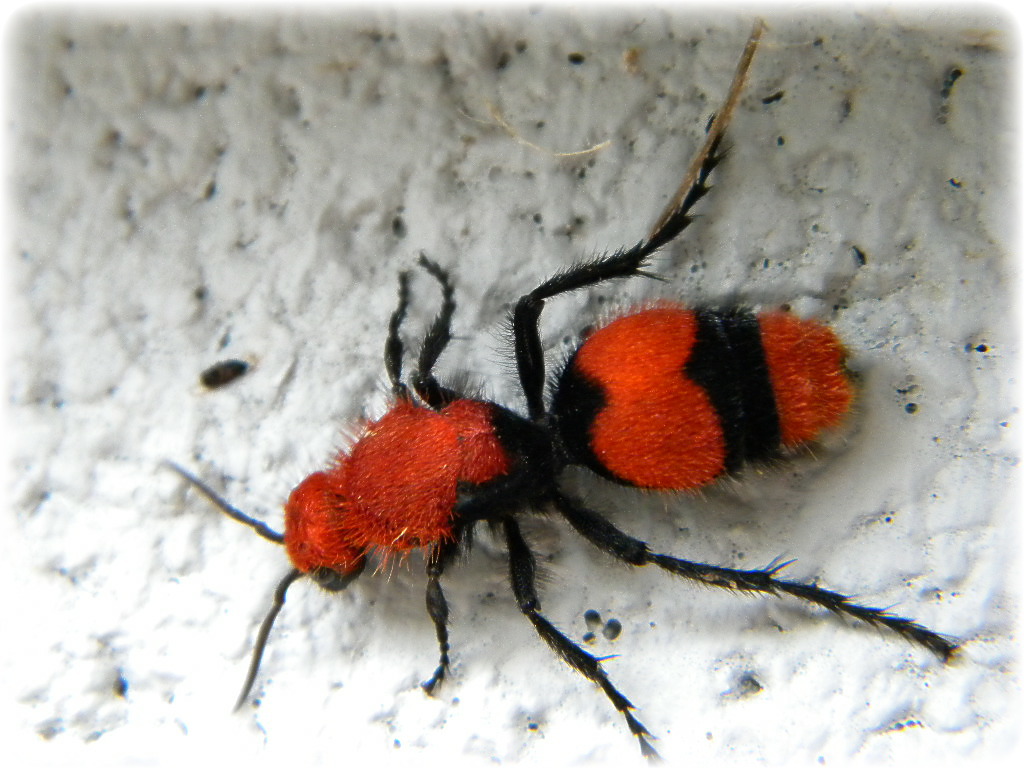 "Cow Killer"Ant The cow killer ant or eastern velvet ant … Flickr
