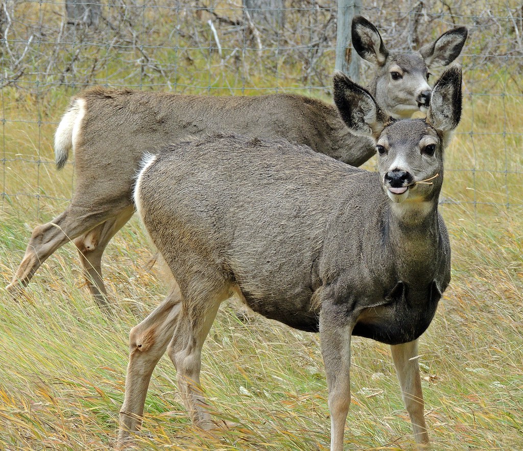 Mule deer females in winter fur These does have completed … Flickr
