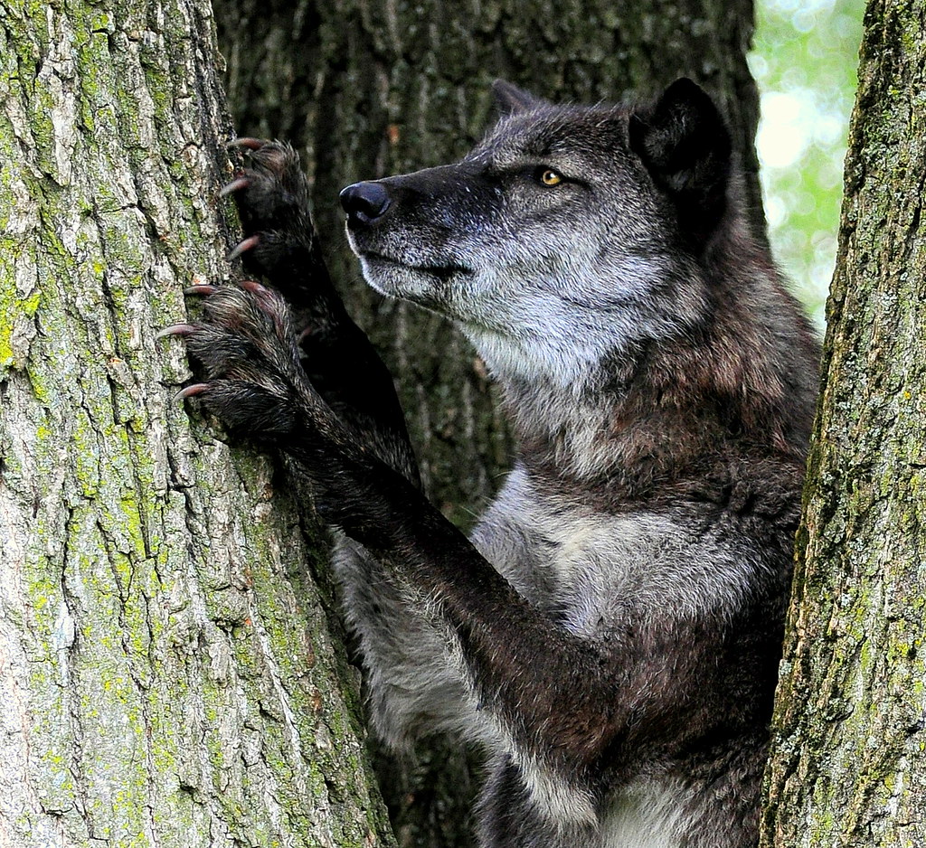 All sizes Black Wolf in a Tree Flickr Photo Sharing!
