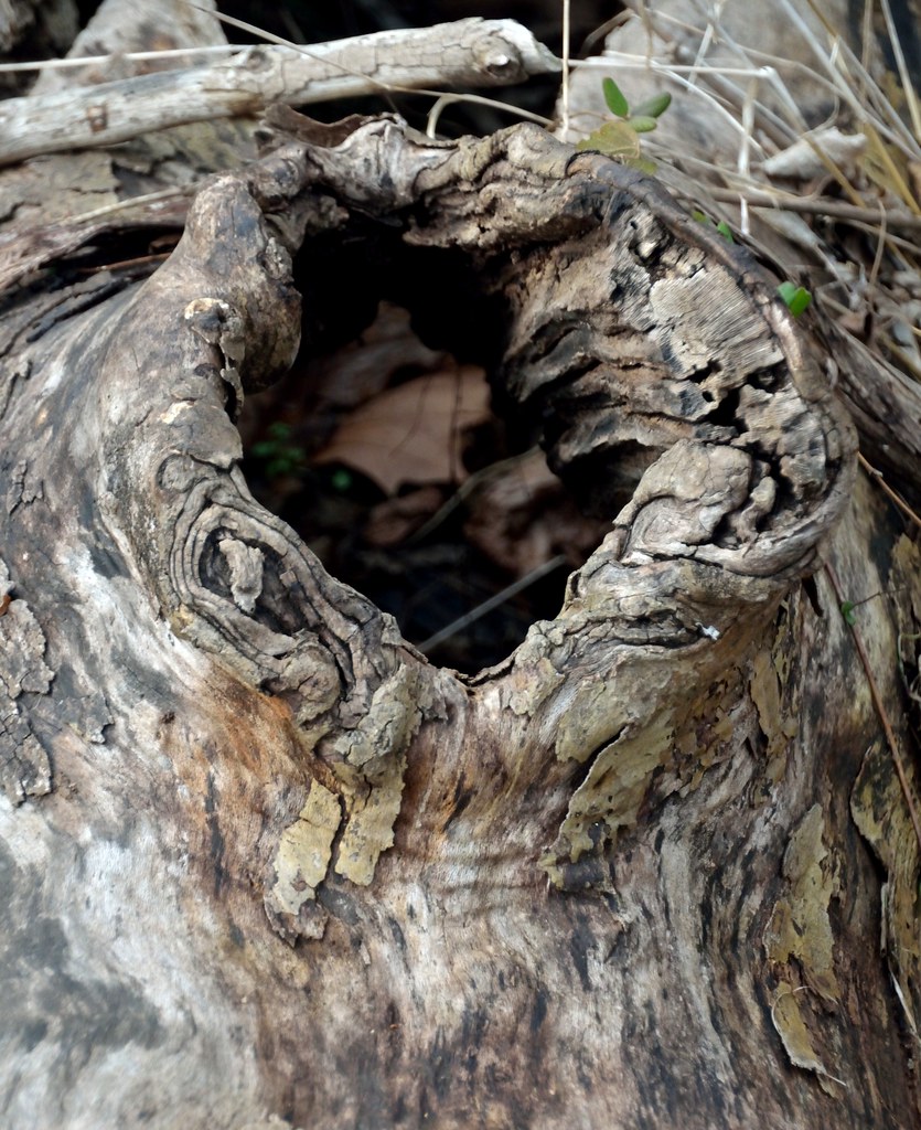 Knothole T's PL Flickr