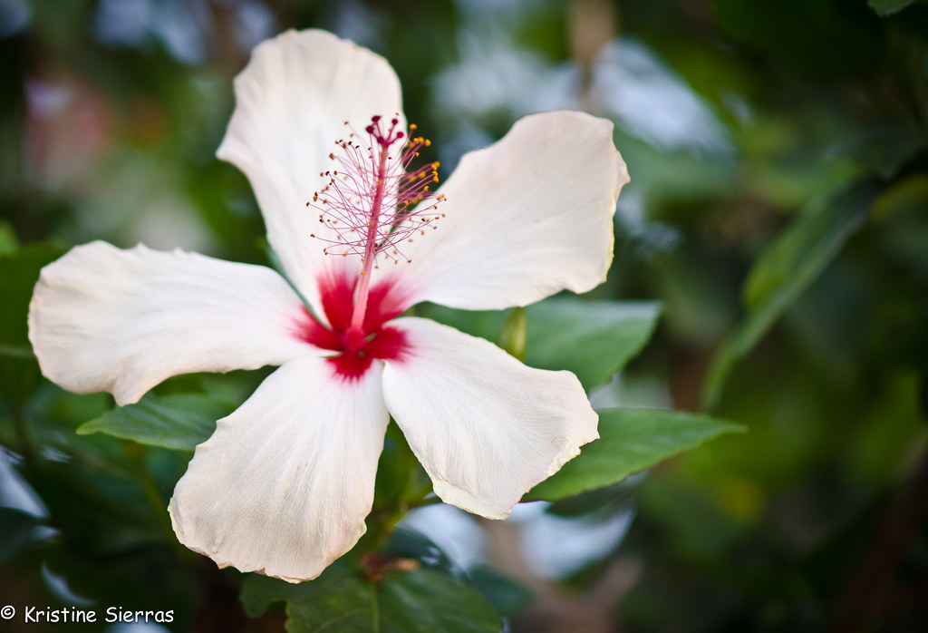 Catalina Island flower Kristine Sierras Flickr