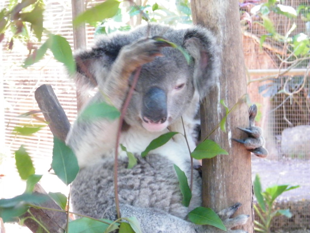 Waving Koala Koala Cooberrie Park Yeppoon, QLD Michael Zimmer Flickr