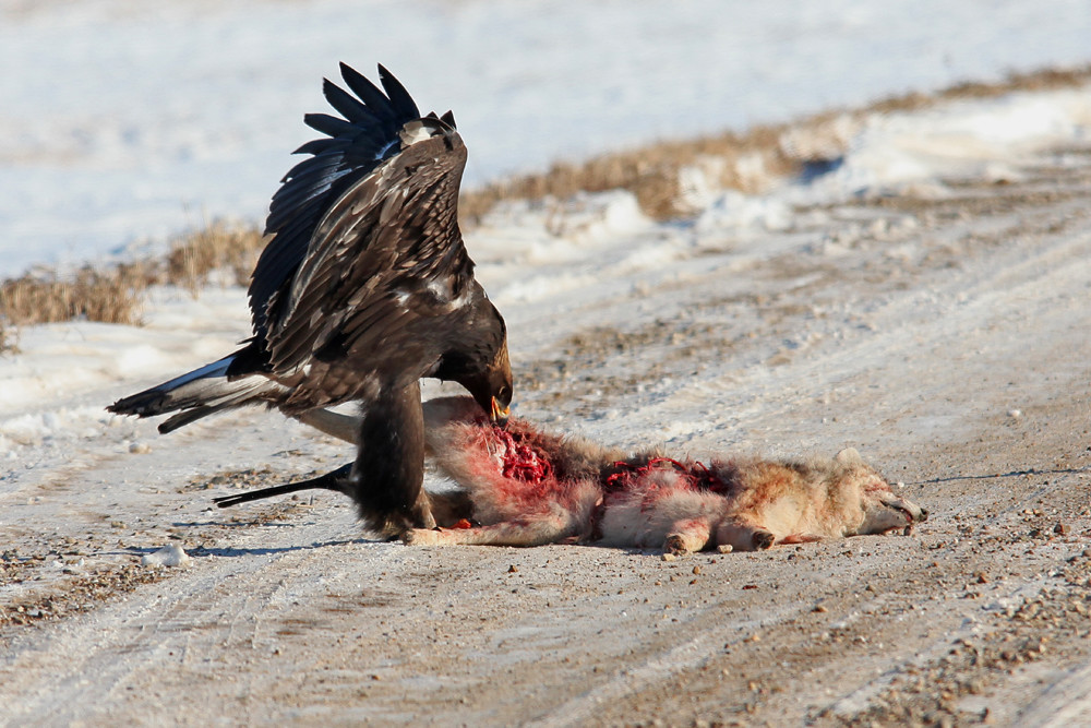 Eagle eating a coyote Came across the young Eagle eating t… Flickr