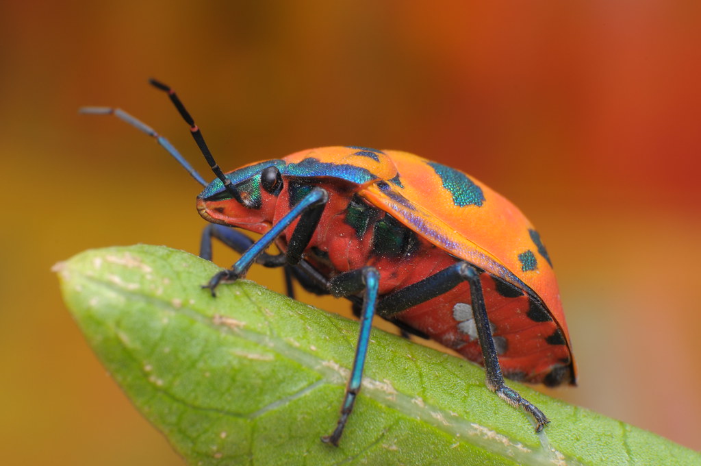 Harlequin Bug Tectocoris diophthalmus (Female) Tectocori… Flickr