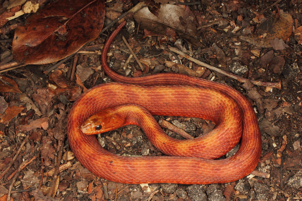 Red Phase Mangrove Salt Marsh Snake x Florida Water Snake … Flickr