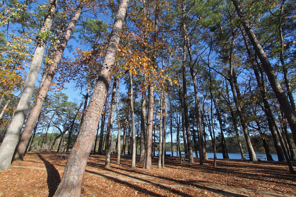 Piney Woods, Huntsville State Park TX Before oil and gas, … Flickr