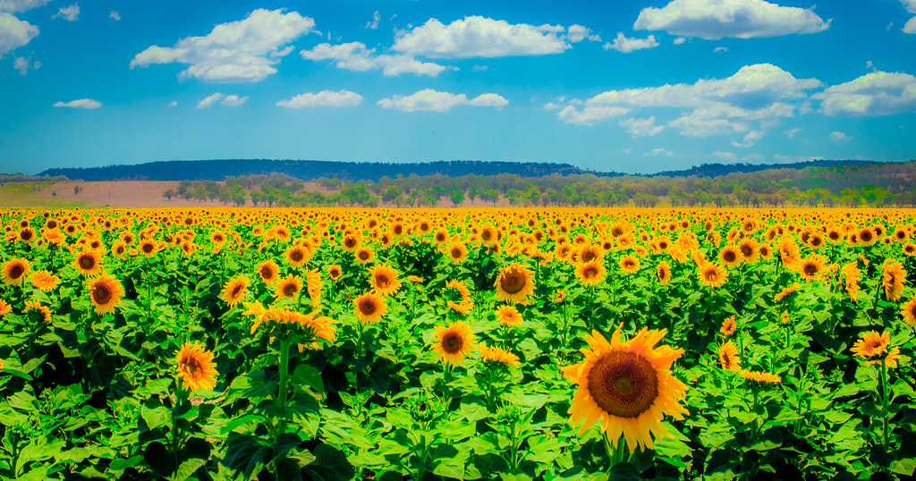 sunflower fields willow tree nsw australia zateom Flickr