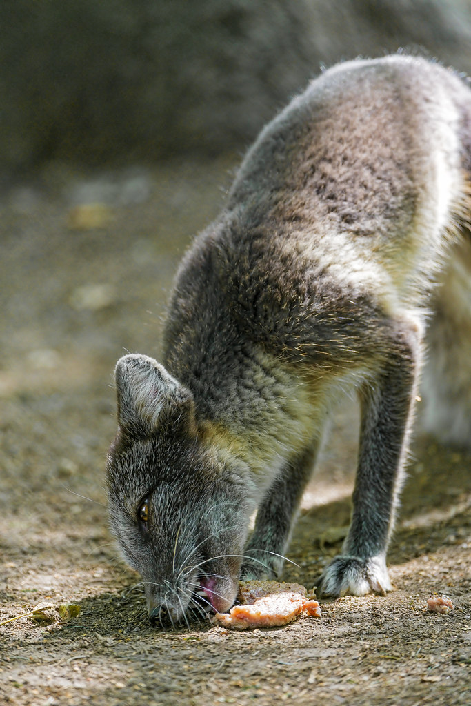 Polar fox eating meat One of the polar foxes of the Servio… Flickr