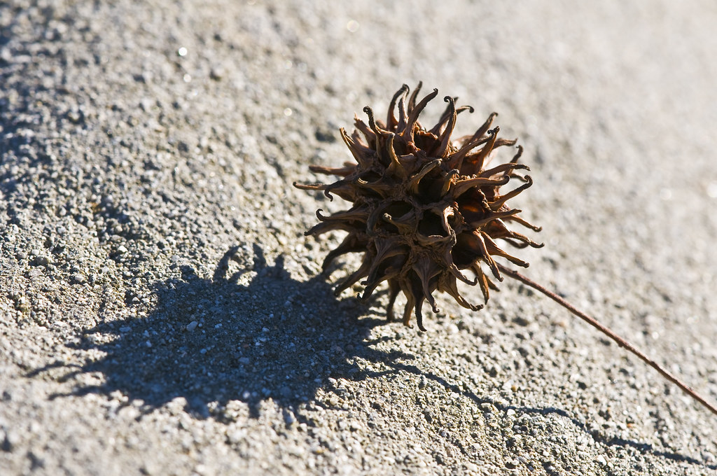 February 16 Maple Seed Pod These seed pods fall off one of… Flickr