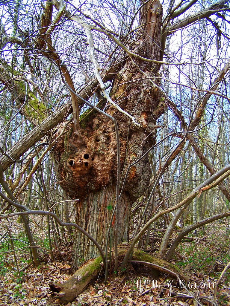 L'Arbre à la Tête de mort Châtaignier multicentenaire "Allée des