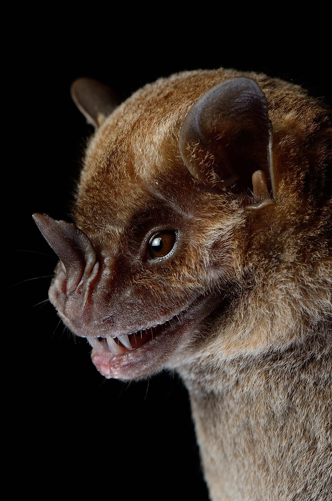 Murcielago frutero / Jamaican Fruiteating Bat Artibeus ja… Flickr
