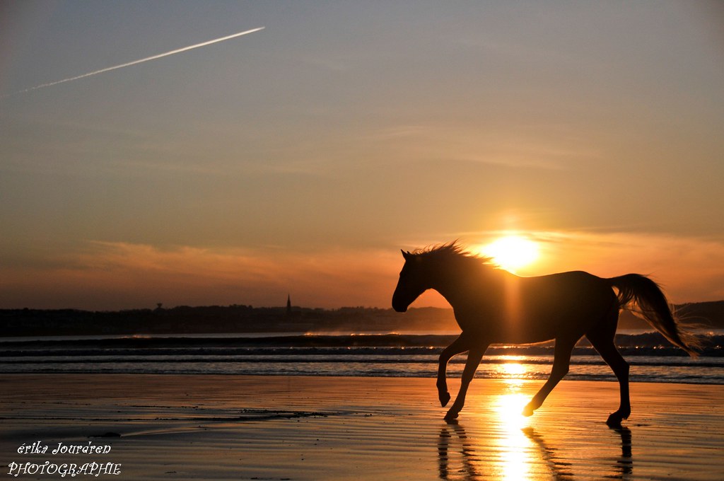 un cheval en liberté devant un couché de soleil !que deman