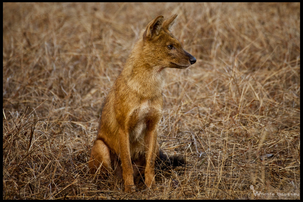 Dhole Scientific Name Cuon alpinus IUCN Status EN