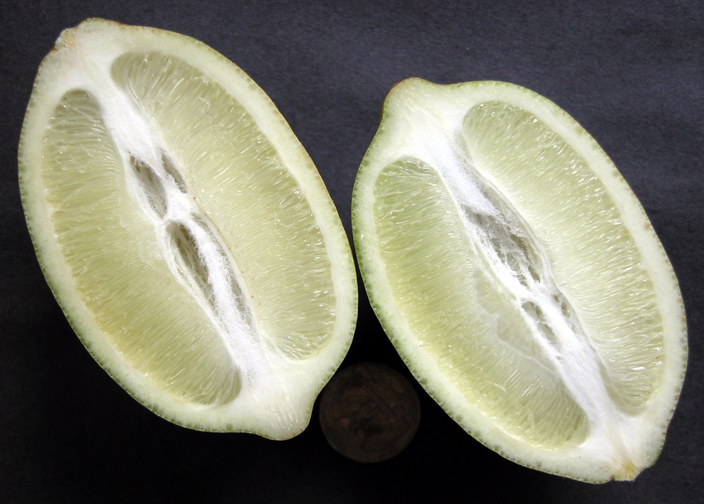 Lemon 6 GANDHARAJ 2 (Bangla = গন্ধরাজ লেবু) … Flickr