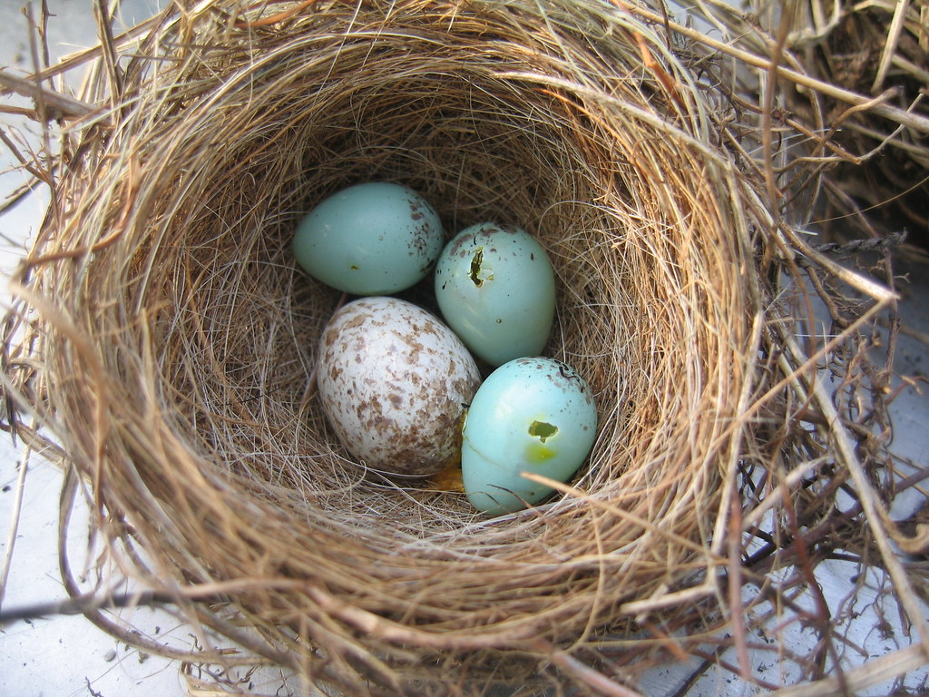 chipping sparrow nest w. eggs and cowbird egg randomknitter Flickr