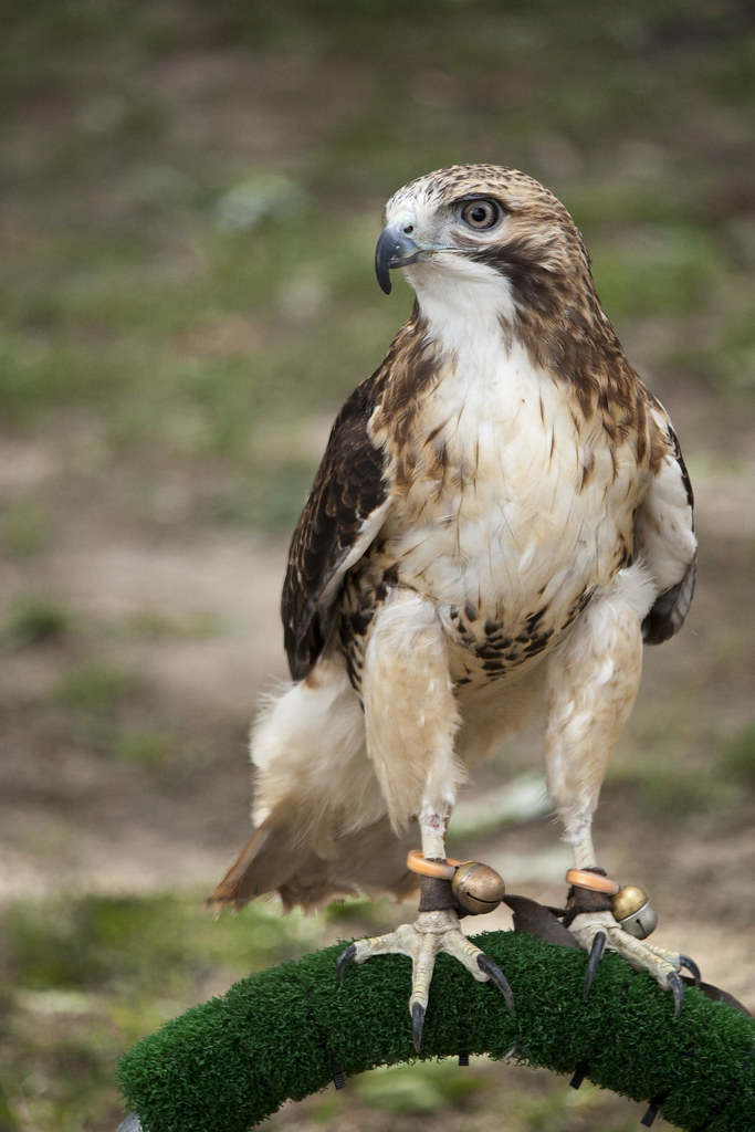 Redtailed Hawk that proud eagle cry you hear anytime an e… Flickr