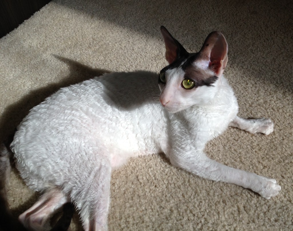 Primus, a Cornish Rex Rescue Primus is a rescued Cornish R… Flickr