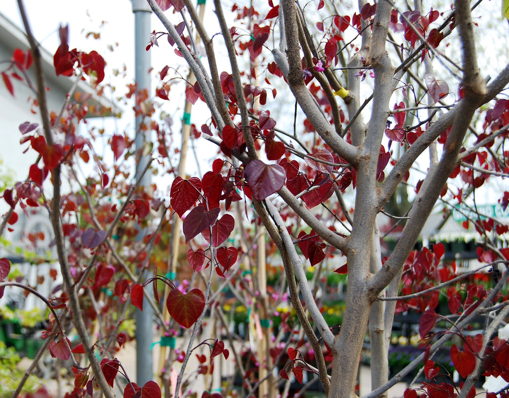 REDBUD BURGUNDY HEARTS * Adapts To Most Conditions * New G… Flickr