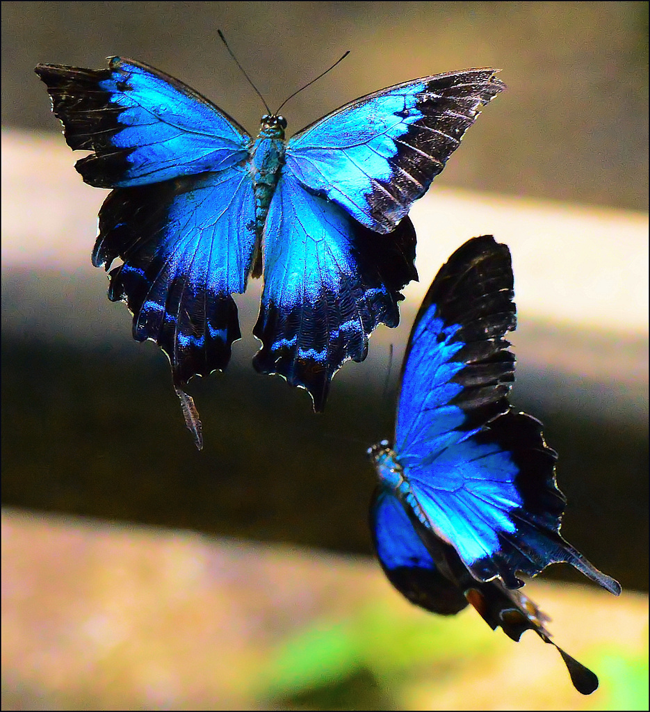 Ulysses Butterfly Kuranda QLD Australia. butterfly world K… Chris