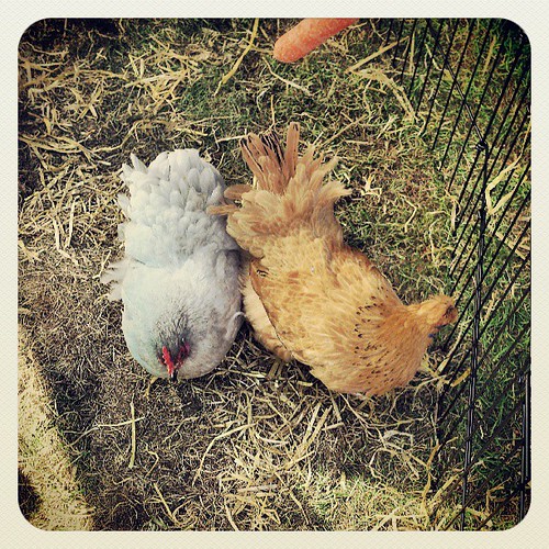 The chickens, who do not have large talons. Bethan Rees Flickr
