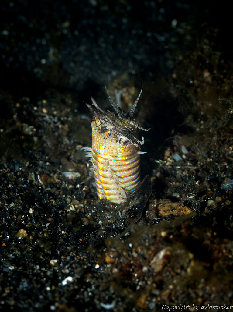 Bobbit Worm (Eunice aphroditos) Dive spot Aer Prang 1, Le… Flickr