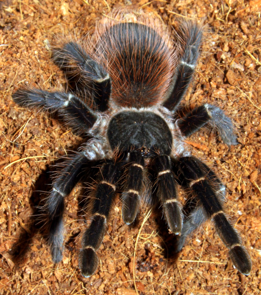 Tarantula Bolivian Salmon Pink Acanthoscurria chacoana Flickr