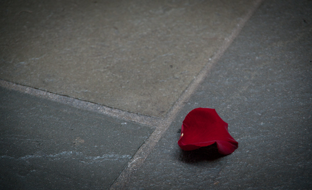 Like a Rose trampled on the ground This singular rose peta… Flickr