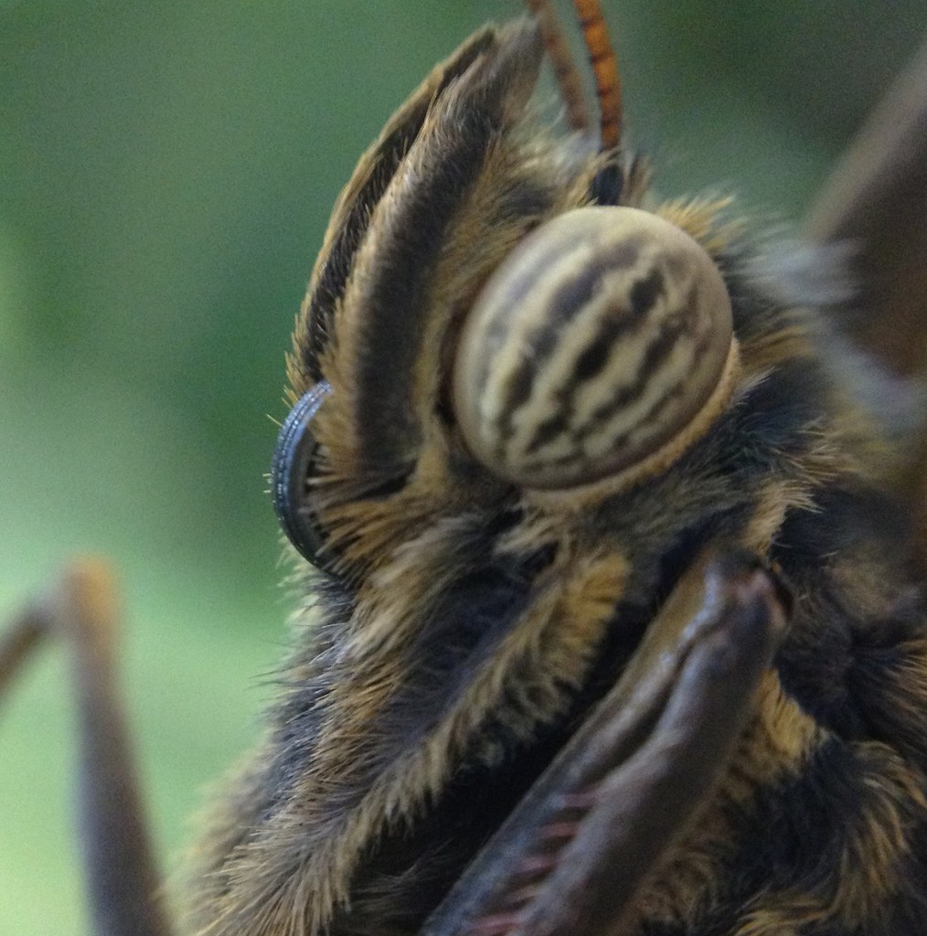 200/365 Butterfly...face? carterse Flickr