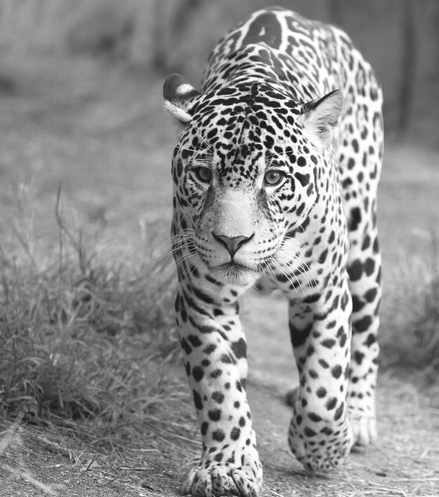 Jaguar in black and white something a little different Flickr