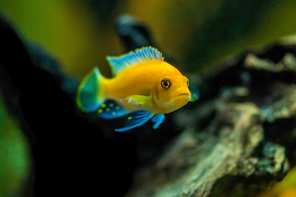 Red Zebra African Cichlid Juan Delgado Flickr