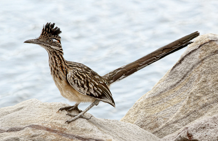 Roadrunner (0054ca) This young Roadrunner paused briefly a… Flickr