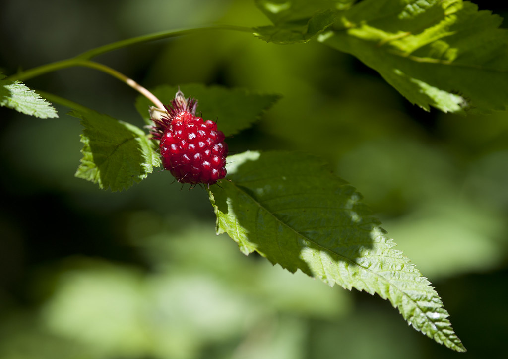 Salmonberry NPS/Deby Dixon Park Ranger Flickr