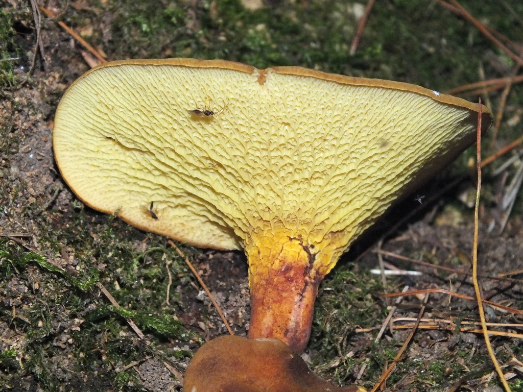 YellowBrown Mushroom, Wayne 7 This YellowBrown Mushroom … Flickr