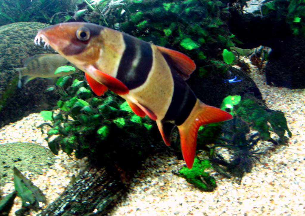 Tampa Channelside The Florida Aquarium Small Fish Flickr