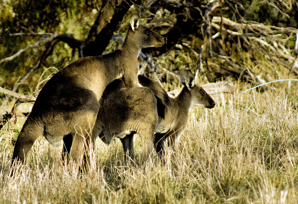 Kangaroo's mating Bob Caddell Flickr