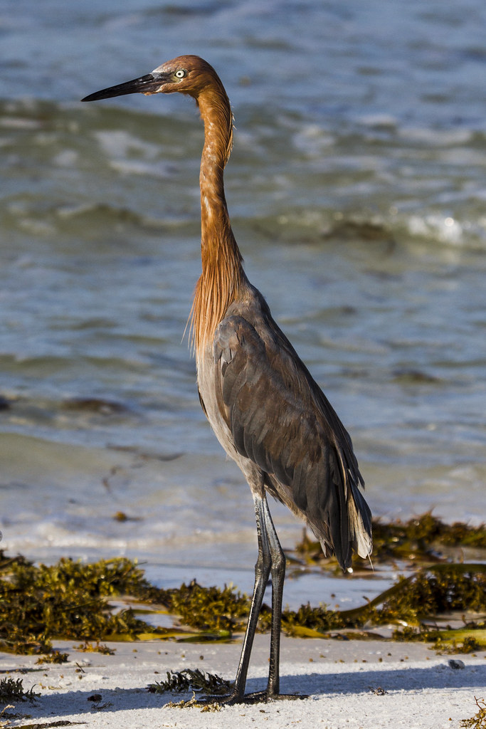 Birds at Siesta Key Beach; Sarasota, FL © Rui J. Teixeira Flickr
