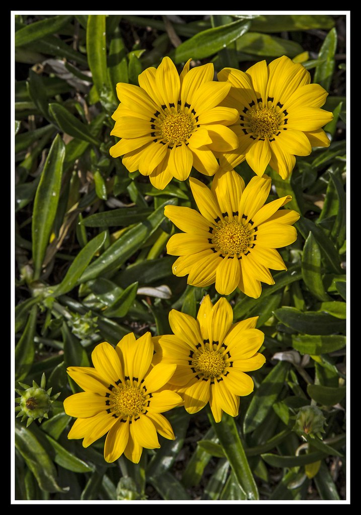 Five Yellow Flowers open to the sun2= Five Yellow Flowers… Flickr