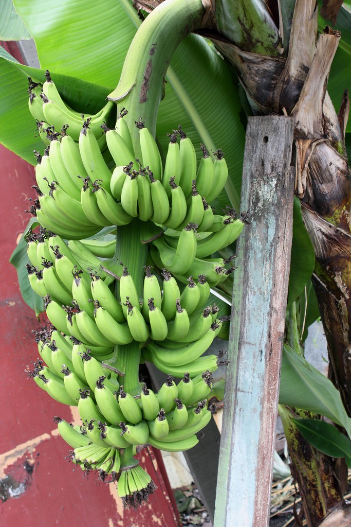 Musa acuminata Colla (AAA Group) cv. 'Dwarf Cavendish