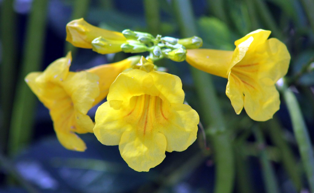 YELLOW TRUMPET BUSH FLOWER 2 Also known as, Esperanza Ye… Flickr